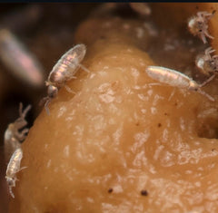 Lepidocyrtus sp. “Devils Hole”