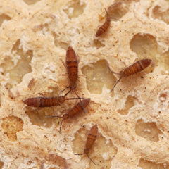 Entomobrya sp. “Wood Runners" - Candem TN