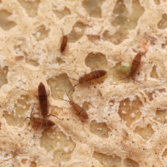 Entomobrya sp. “Wood Runners" - Candem TN