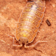 Porcellionides cf “Cinnacord” - A hypo variant of Porcellionides cf. “Big Pine Key”