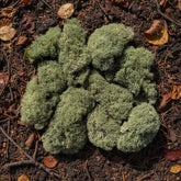 Cladoniaceae - Raindeer moss