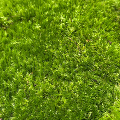 Broom Moss