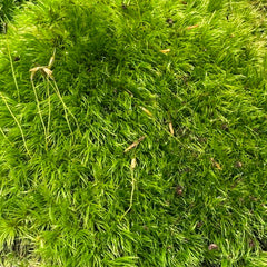 Broom Moss