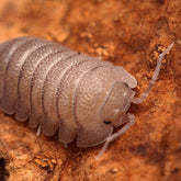 Armadillidium Scaberrimum "Sandstone"
