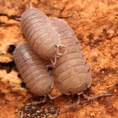 Armadillidium Scaberrimum "Sandstone"