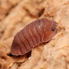 Caribodillo martinicensis