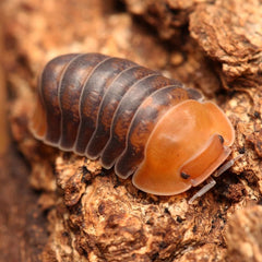 Cubaris sp. "Rubber Ducky"
