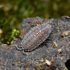 Porcellio sp. "Spiky Canare"