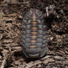 Cubaris sp. “Electric Blue”