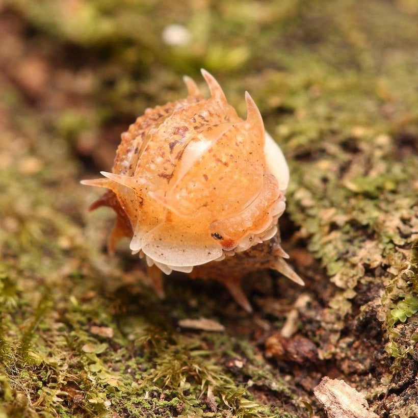 Pseudarmadillo Spinosus Cuban Spiky 5Ct Cubaris