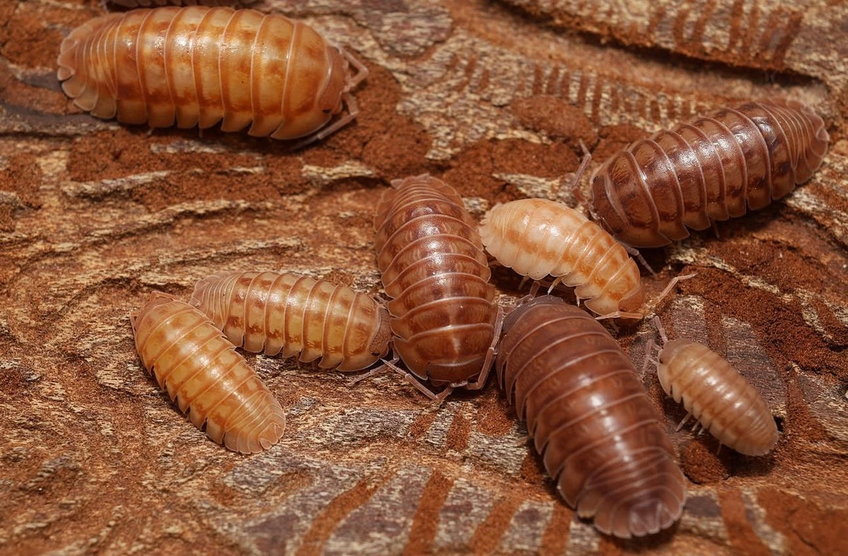 Armadillidium nasatum “Velvet Cream”