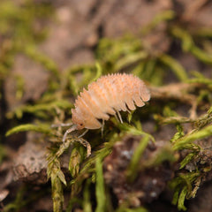 Cristarmadillidium Muricatum - Pineapples Spiky Cubaris