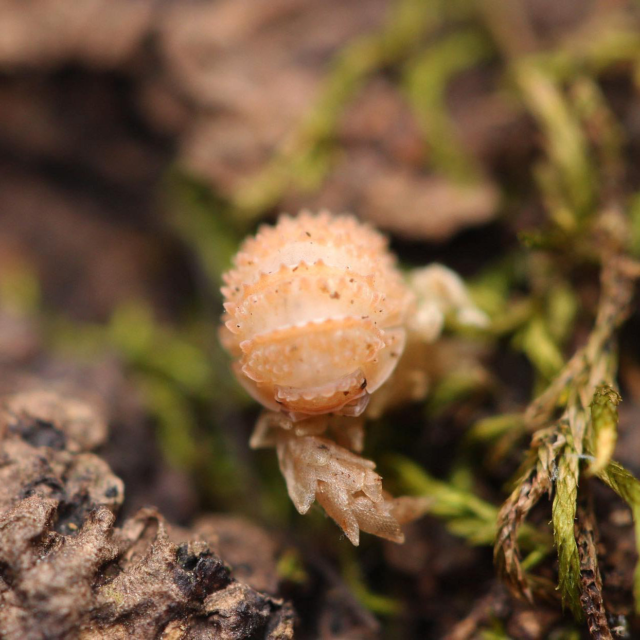 Cristarmadillidium Muricatum - Pineapples Spiky Cubaris