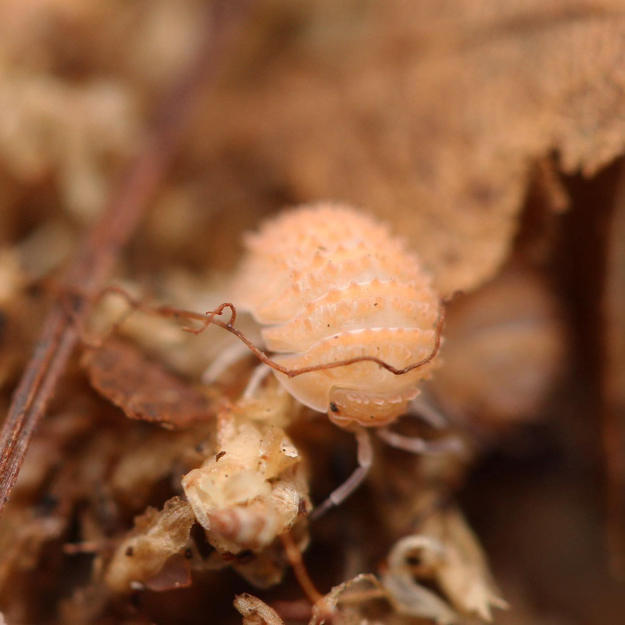 Cristarmadillidium Muricatum - Pineapples Spiky Cubaris