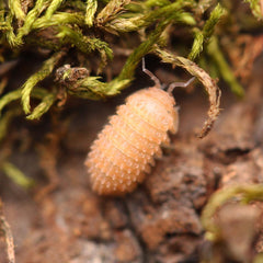 Cristarmadillidium Muricatum - Pineapples Spiky Cubaris