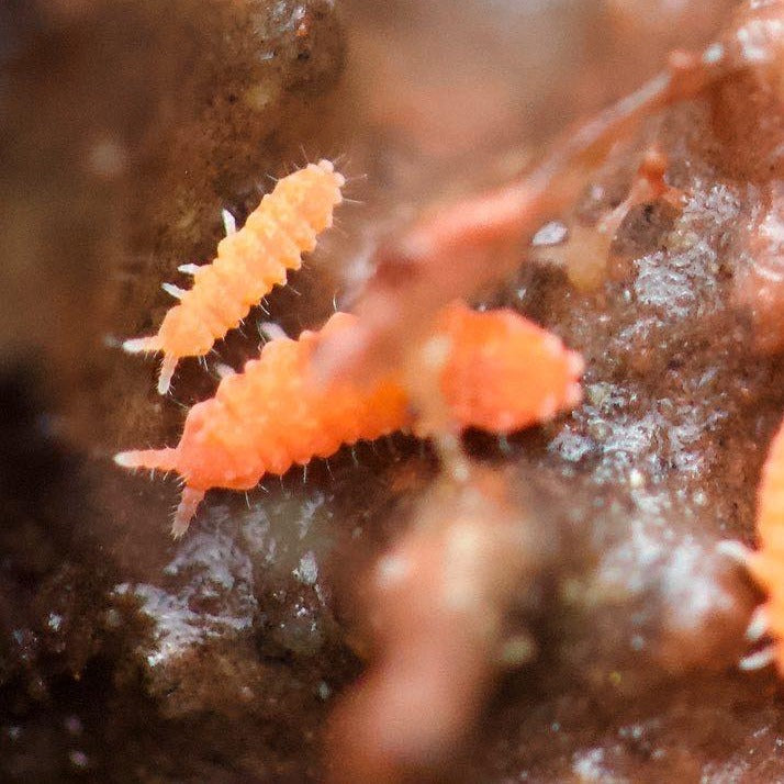 Neanura Growae - Florida Orange Springtails