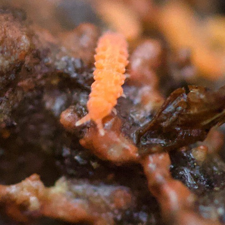 Neanura Growae - Florida Orange Springtails