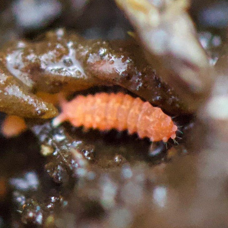 Neanura Growae - Florida Orange Springtails