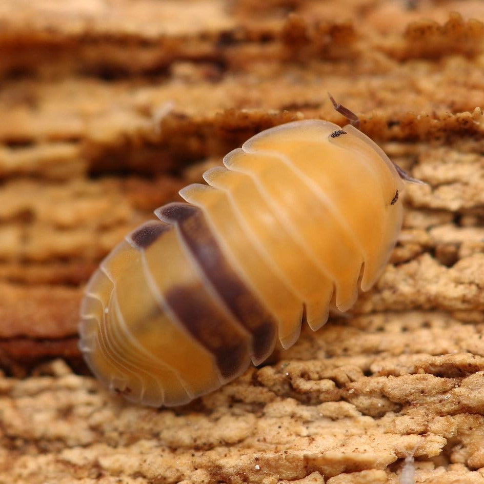 Cubaris Sp. Amber Cubaris