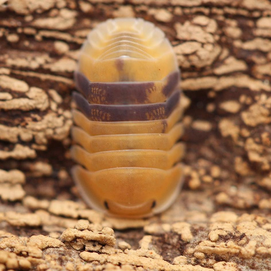 Cubaris Sp. Amber Cubaris