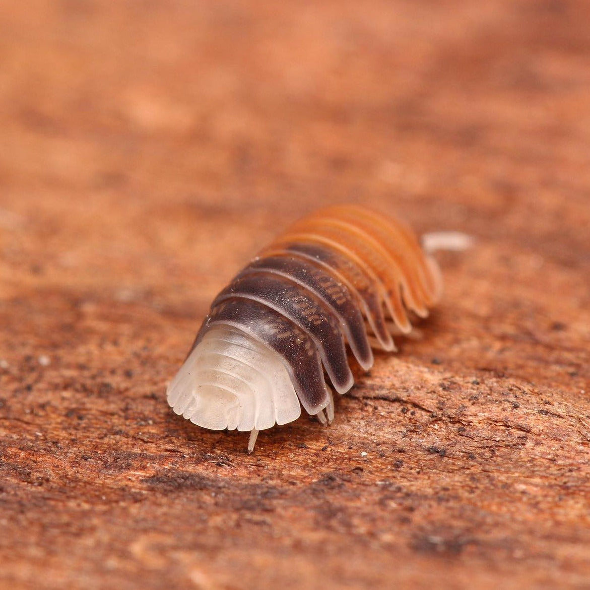 Cubaris Sp. Daxin