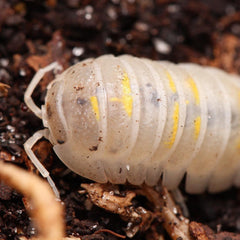 Armadillidium Granulatum Magic Potion