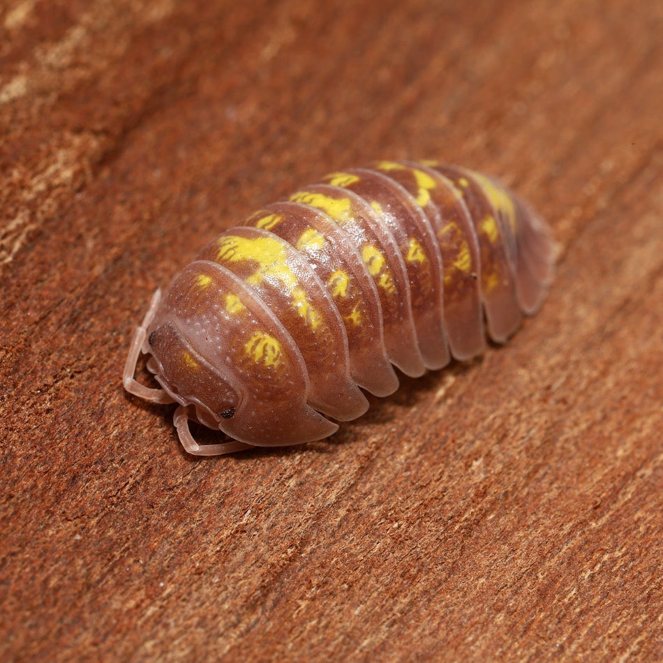 Multicolored pill bug on a wooden surface