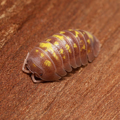 Multicolored pill bug on a wooden surface