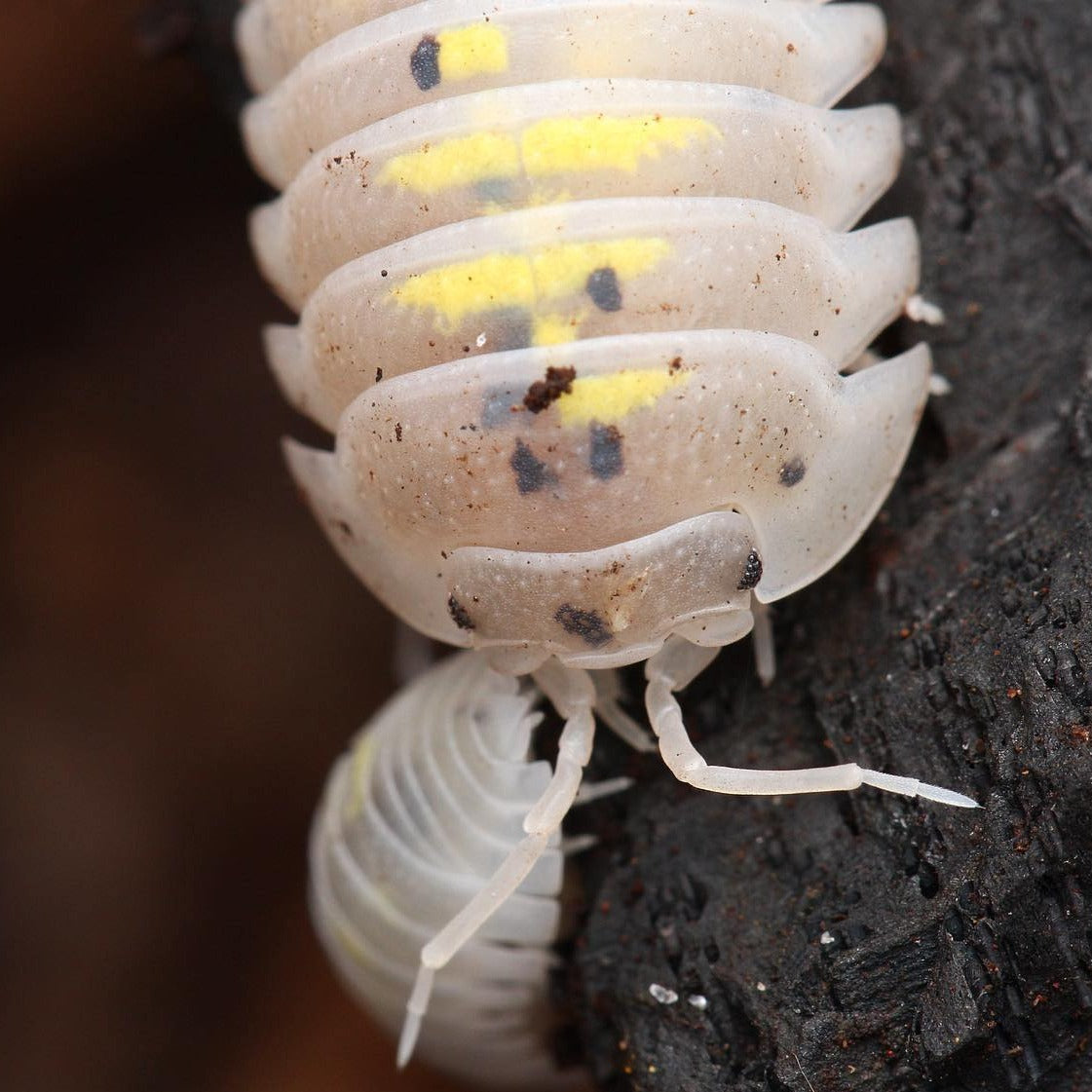 Armadillidium Granulatum Magic Potion