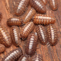 Armadillidium vulgare “Pike Rd”