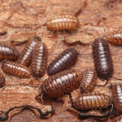 Armadillidium vulgare “Pike Rd”