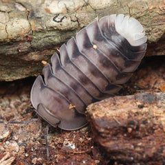 Cubaris sp. “White Tiger”