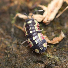 Ardentiella sp. “Red Diablo”