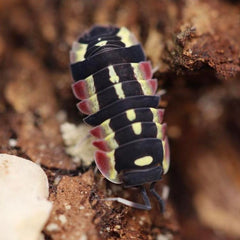 Ardentiella sp. “Red Diablo”