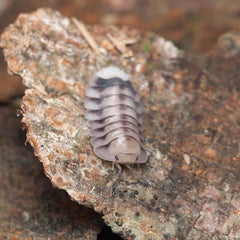 Cubaris sp. “White Tiger”