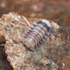 Cubaris sp. “White Tiger”