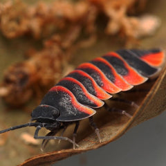 Ardentiella sp. “Red Ember Bees”