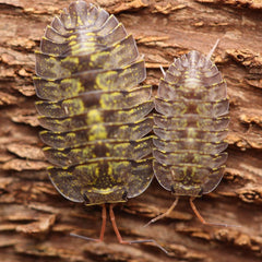 Troglodillo sp. "Green Spot"