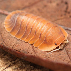 Troglodillo sp. "Sunset"
