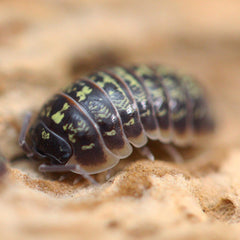 Armadillidium versicolor “Ukraine”