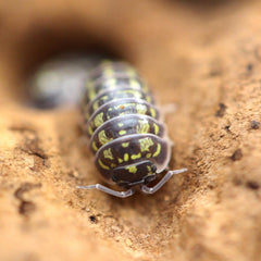 Armadillidium versicolor “Polska”