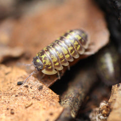 Armadillidium versicolor “Polska”