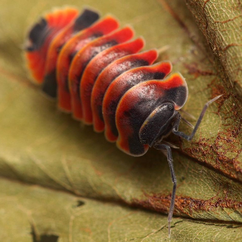 Ardentiella sp. “Red Ember Bees”