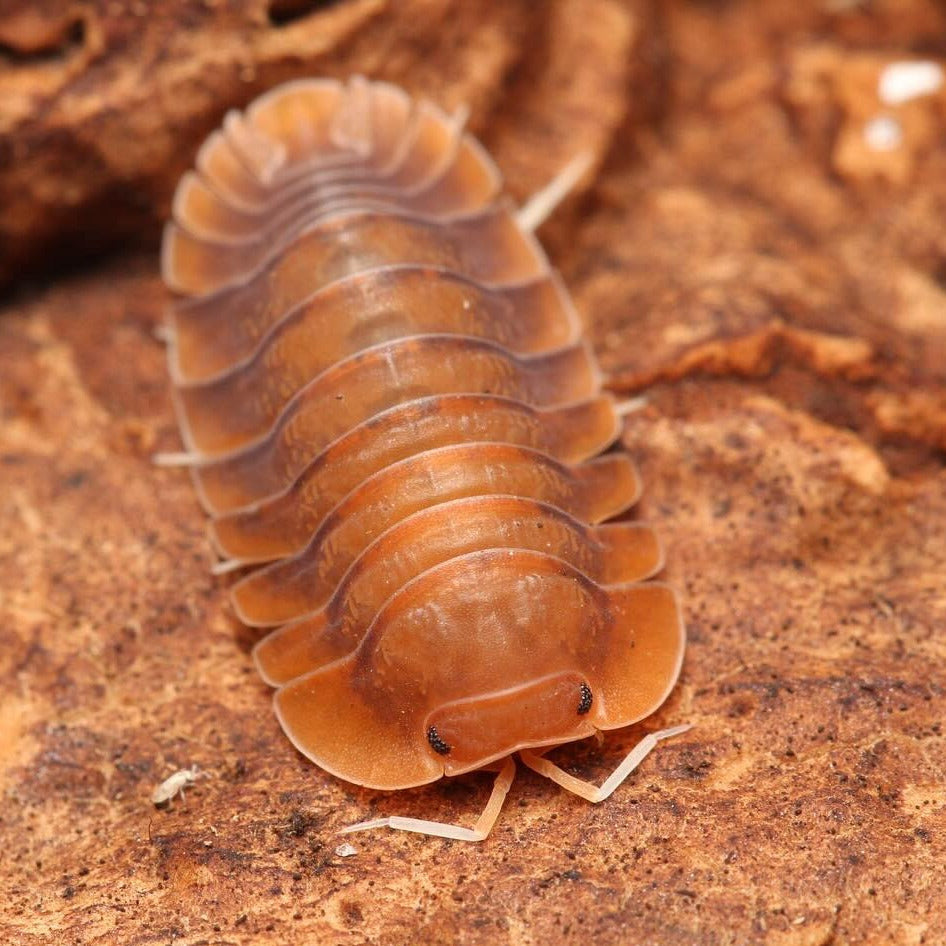 Troglodillo sp. Sunset isopod