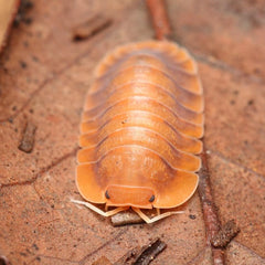 Troglodillo sp. "Sunset"