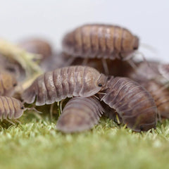 Nesodillo Arcangelii Sp. "Purple Ghost"