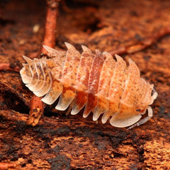 Pseudarmadillo spinosus "Cuban Spiky"