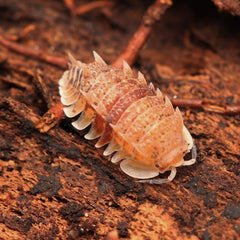 Pseudarmadillo spinosus "Cuban Spiky"