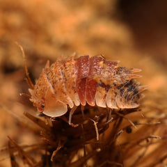 Pseudarmadillo spinosus "Cuban Spiky"