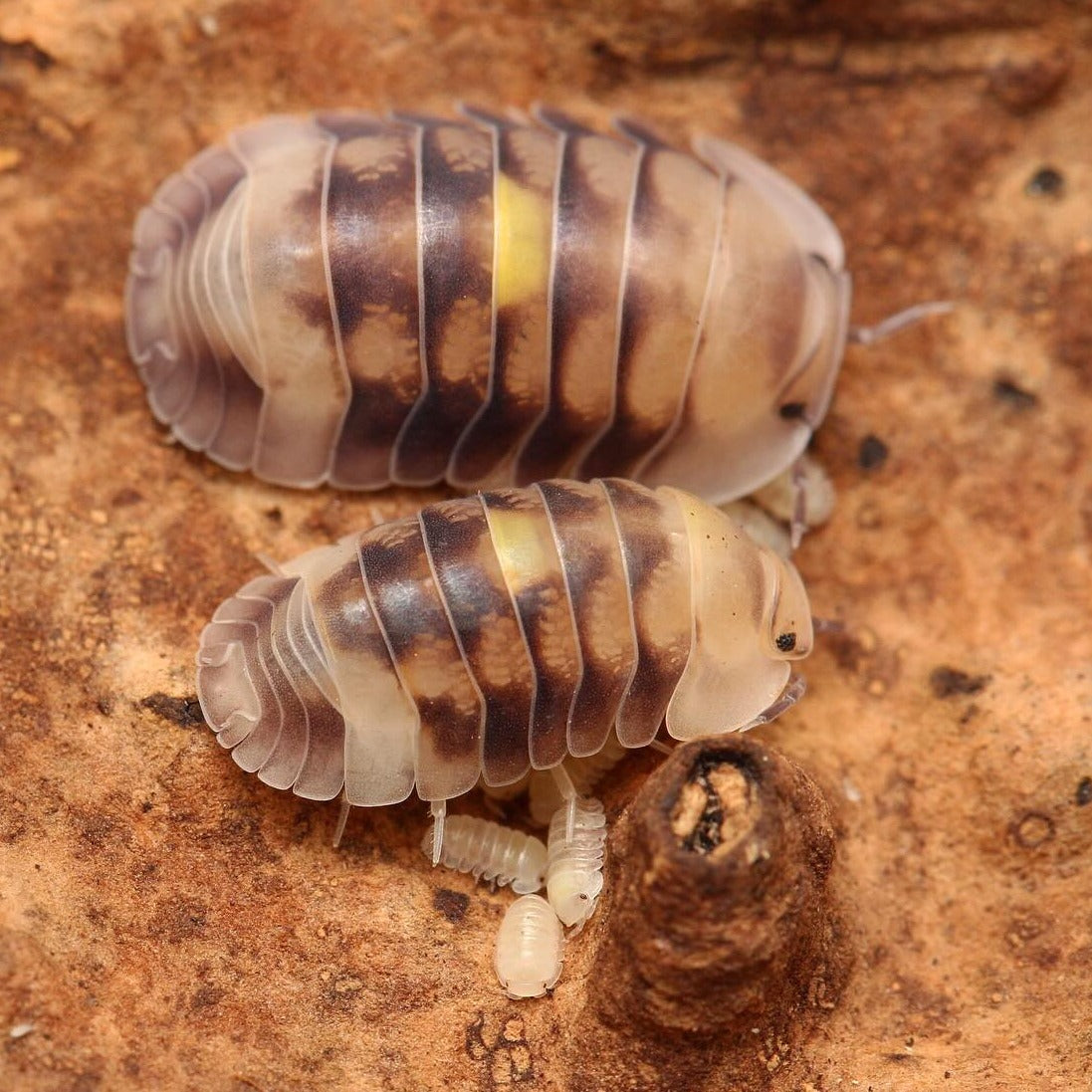 Cubaris sp. “Amber Firefly LCF”